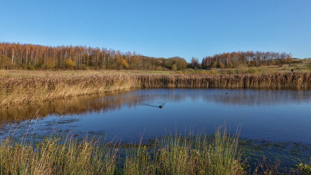 Gedling Country Park Lagoon by phil_howcroft