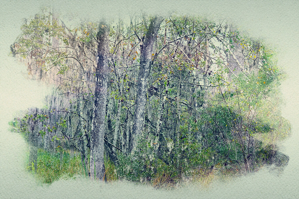 Swamp Trees  by gardencat