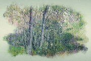 20th Nov 2023 - Swamp Trees 