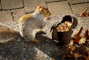 20th Nov 2023 - Thanksgiving Week for Squirrels