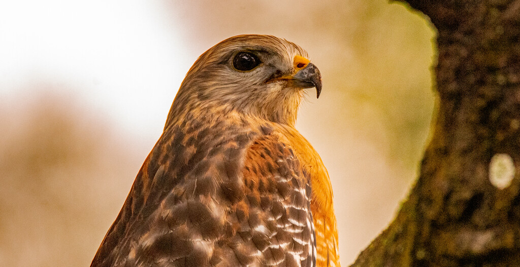 Almost a Profile View of the Red Shouldered Hawk! by rickster549