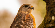 20th Nov 2023 - Almost a Profile View of the Red Shouldered Hawk!