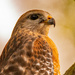 Almost a Profile View of the Red Shouldered Hawk! by rickster549