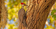 20th Nov 2023 - Pileated Woodpecker!