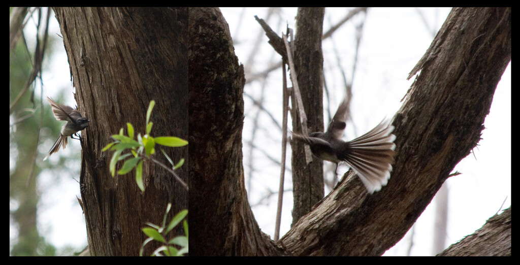 Bird 29 - Grey Fantail by annied