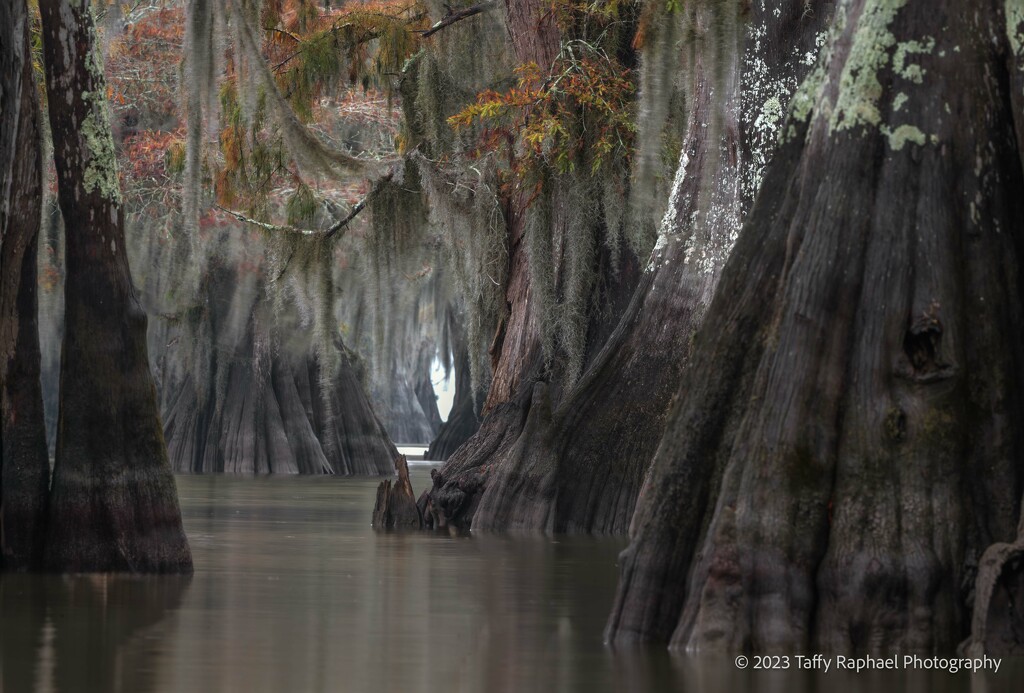 Kayaking Through the Cypress Trees by taffy