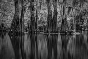 10th Nov 2023 - First Photo at Caddo Lake