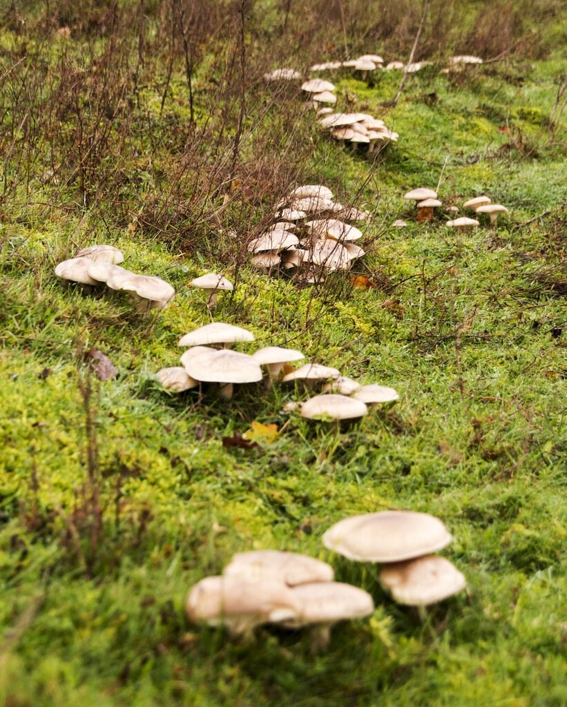 Mushroom pathway by shepherdman