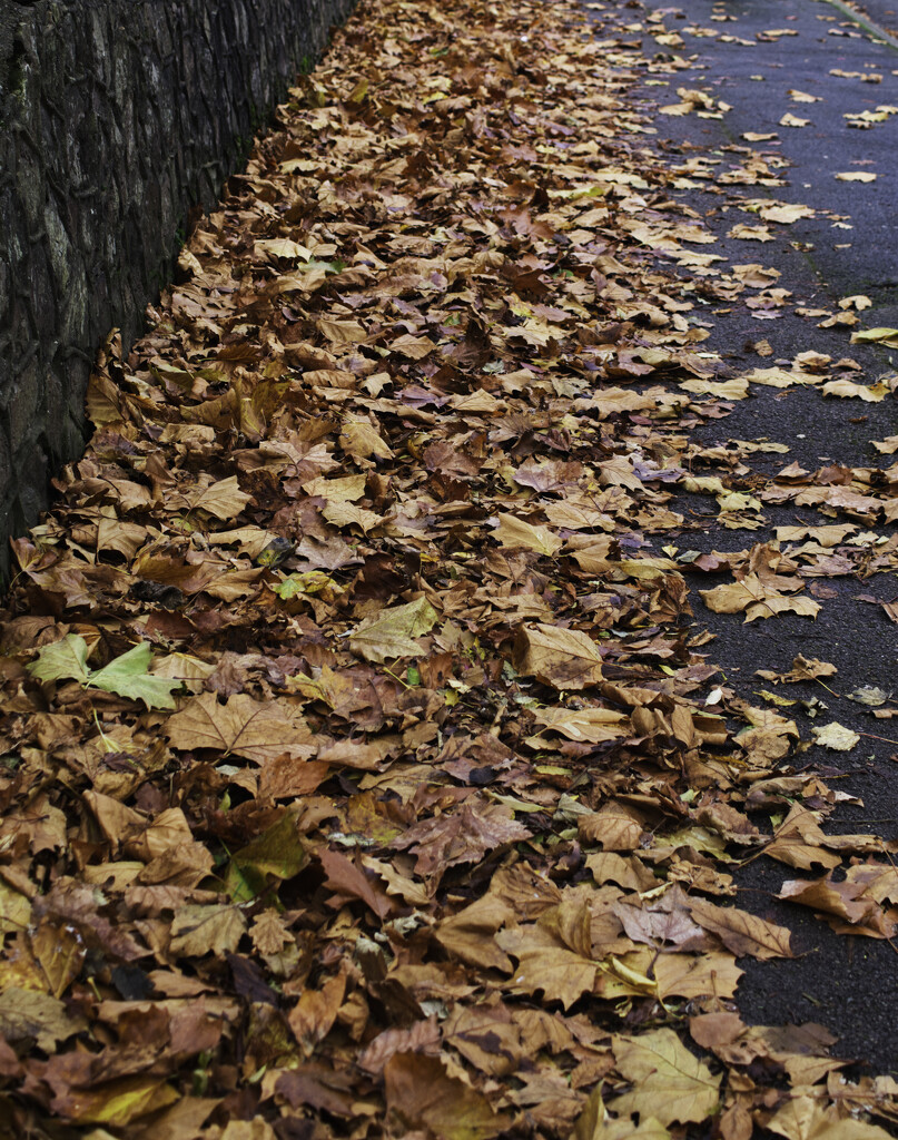 leaves underfoot by sjoyce