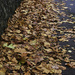 leaves underfoot by sjoyce