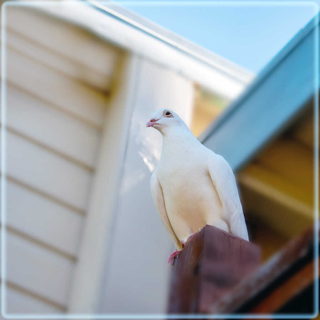 He sent a Dove by 365projectorgchristine