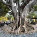 Huge fig tree by mdaskin