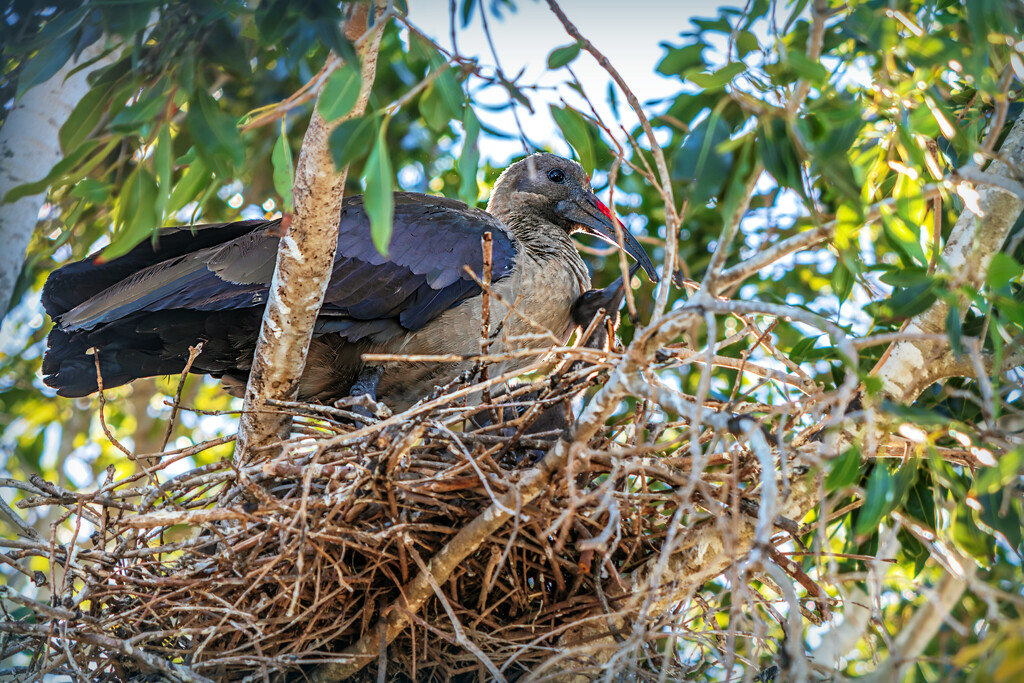 A mother and her chick by ludwigsdiana