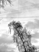 13th Nov 2023 - Tree and wires