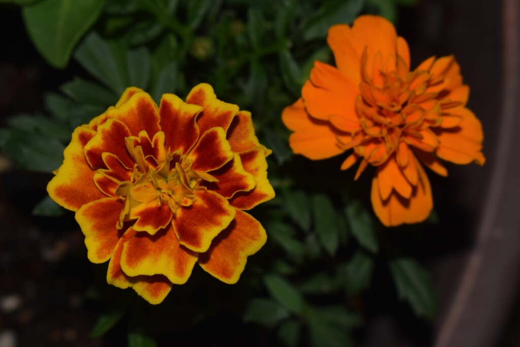 11 19 Marigolds by sandlily