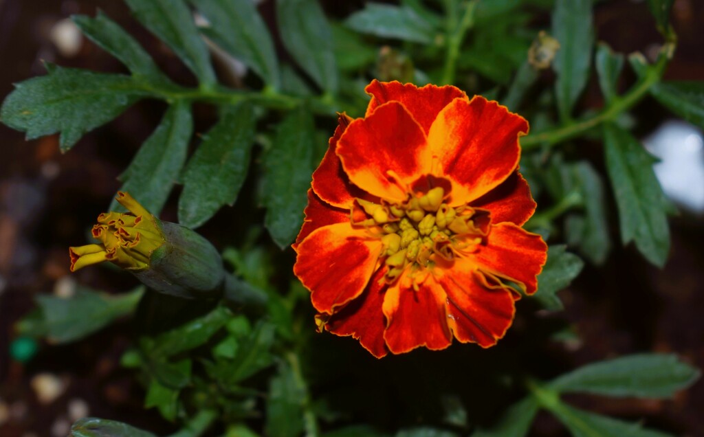 11 19 Marigold and bud by sandlily