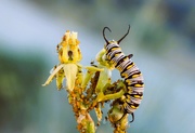 20th Nov 2023 - 11 20 Caterpillar