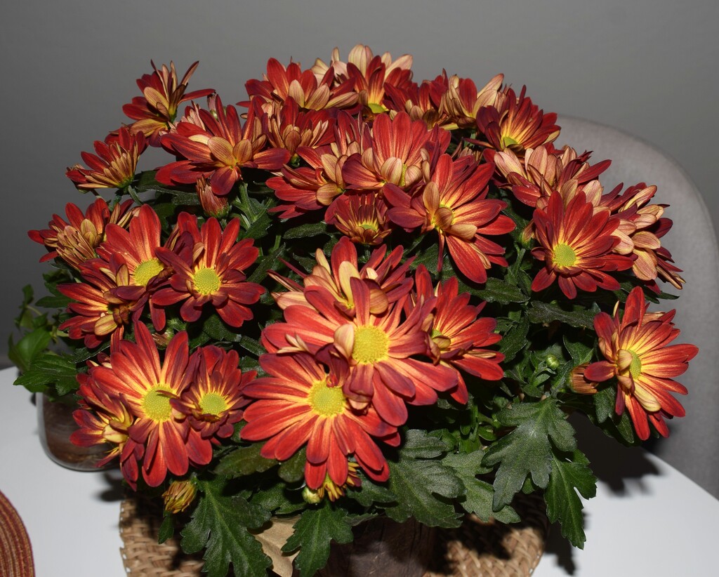 11 20 Chrysanthemum from a Friend by sandlily