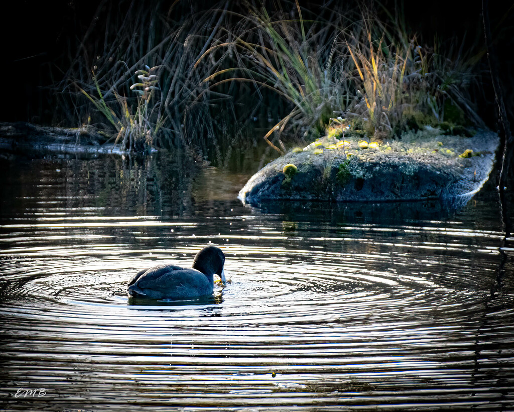 American Coot by theredcamera