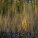Abstract autumn reflection by theredcamera