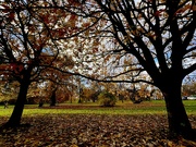 21st Nov 2023 - Autumn Leaves. No Art 