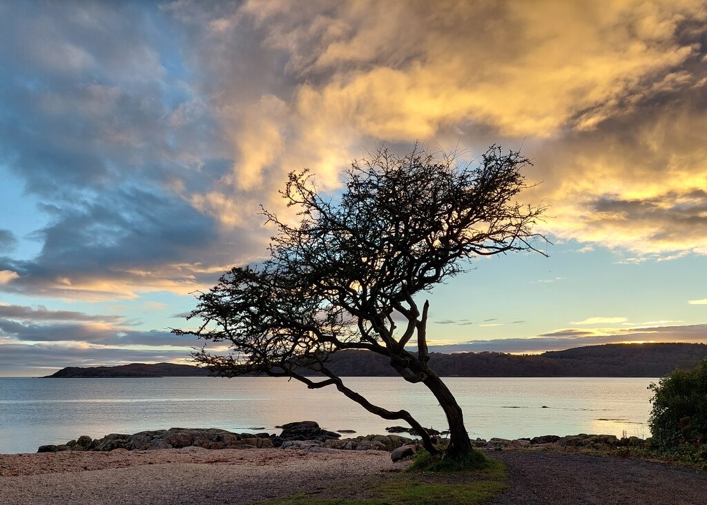 The hawthorn tree at Kippford  by samcat