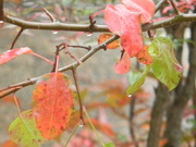 21st Nov 2023 - Leaves with Raindrops Closeup 