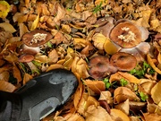 21st Nov 2023 - Hidden Mushrooms
