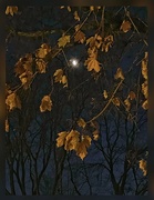 21st Nov 2023 - Moonlight on an Autumn Evening.