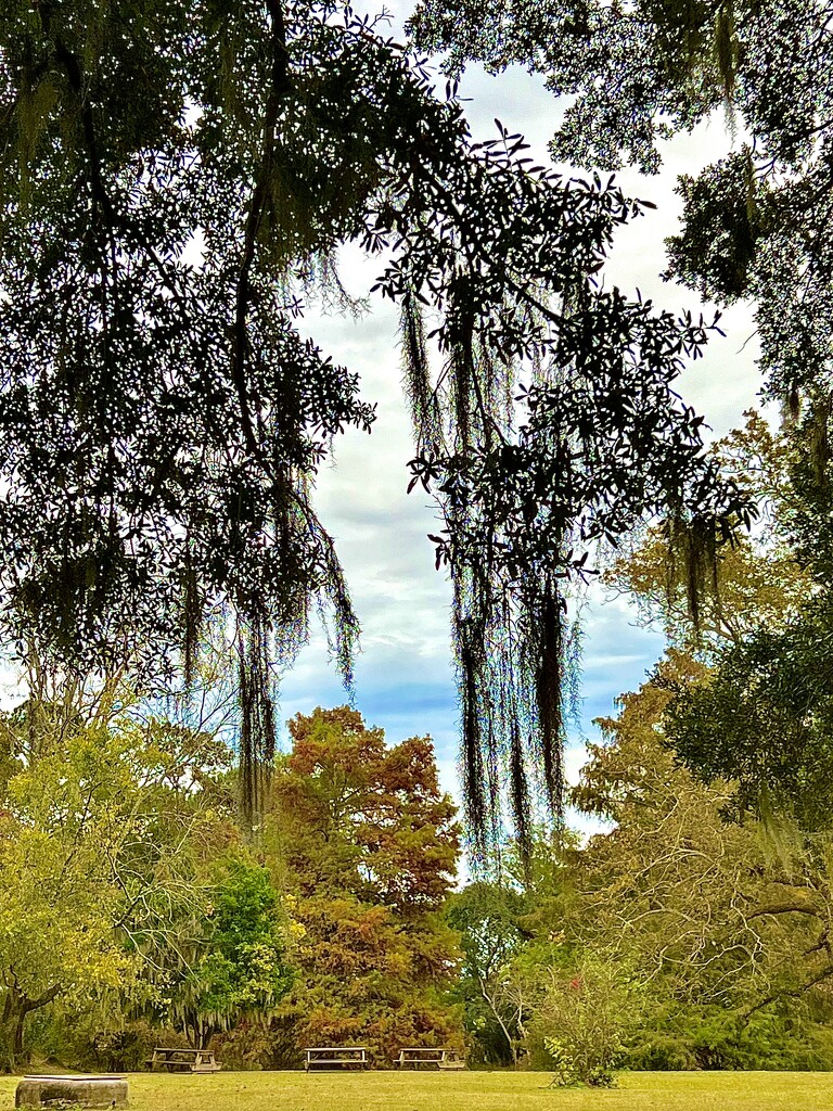 Autumn color and Spanish moss by congaree