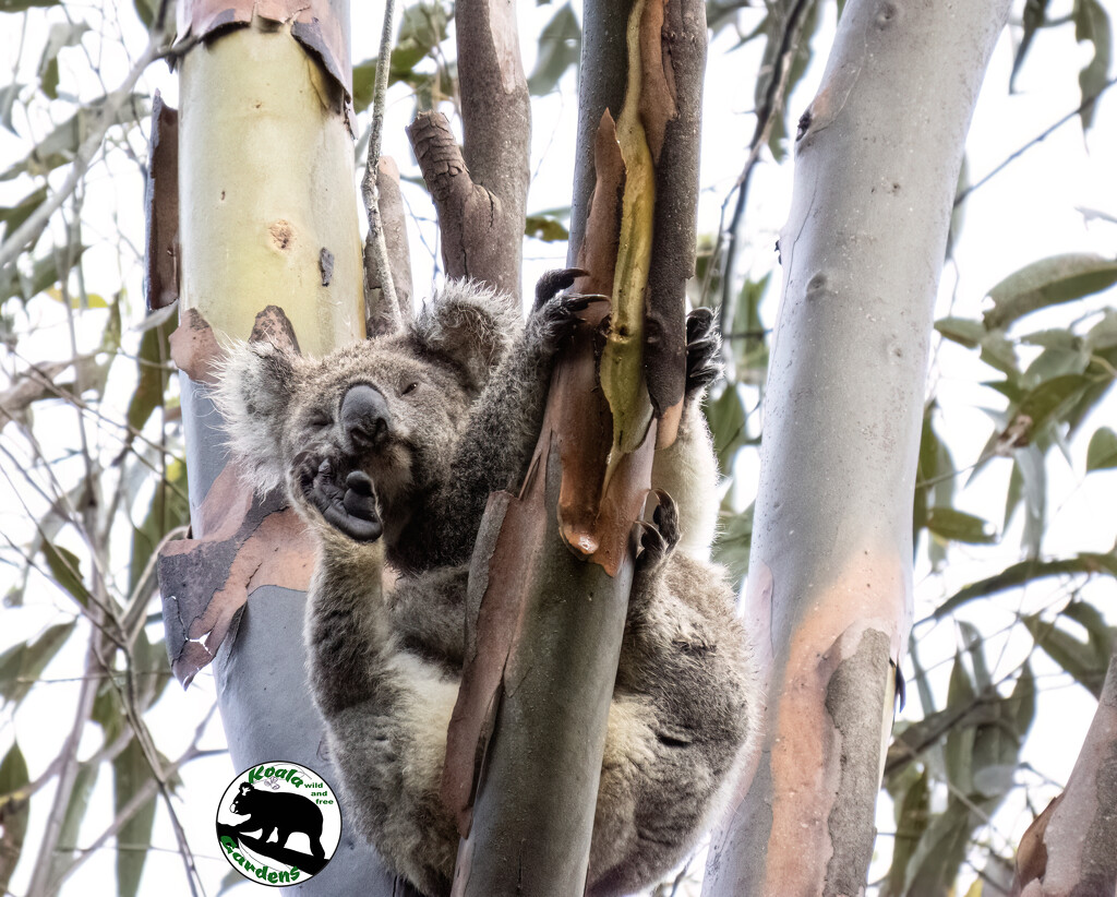 hooray for rain by koalagardens