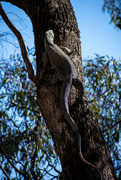 22nd Nov 2023 - Goanna