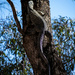 Goanna by nannasgotitgoingon