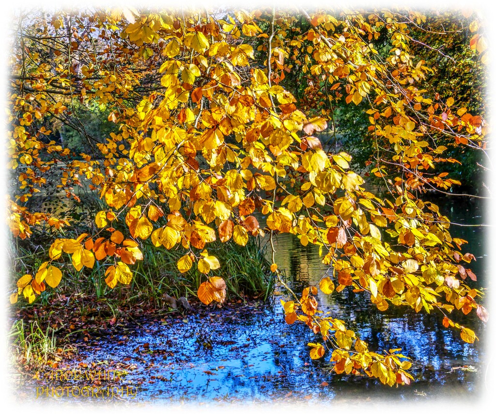Golden Leaves by carolmw