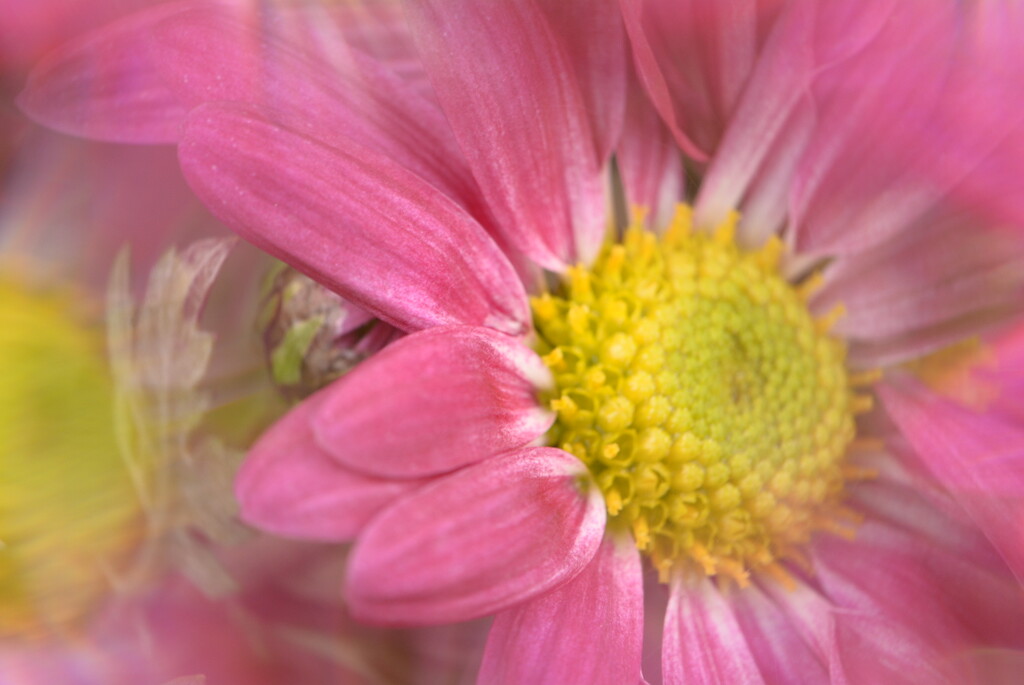 Pink flower.......... by ziggy77