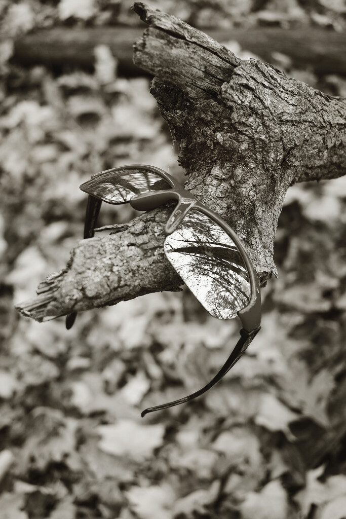 Woodland Discovery by juliedduncan