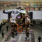 22nd Nov 2023 - Ozzy the bull