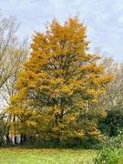 21st Nov 2023 - Another lovely autumnal tree