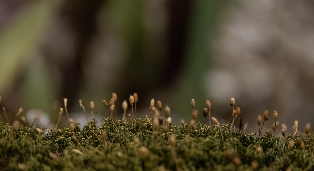 landscape in miniature by koalagardens