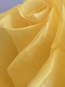 17th Nov 2023 - Yellow Roses