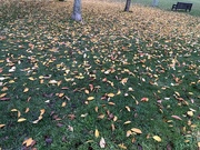 21st Nov 2023 - Autumn Leaves