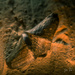 fossilized brachiopod by jo63