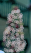 21st Nov 2023 - Bokeh Christmas Tree