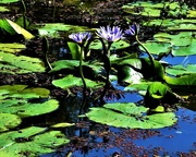 23rd Nov 2023 - Blue Water Lilies ~