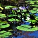 Blue Water Lilies ~