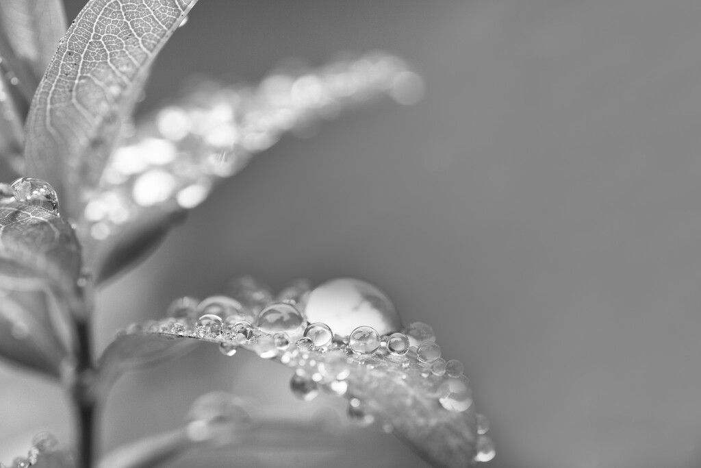 Bokeh #27/30 - droplets by i_am_a_photographer
