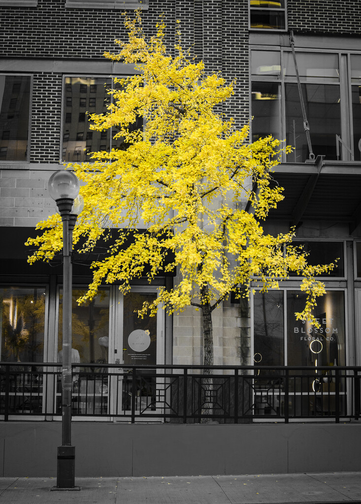 The yellow of gingko leaves continues to hang on by ggshearron