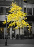 22nd Nov 2023 - The yellow of gingko leaves continues to hang on