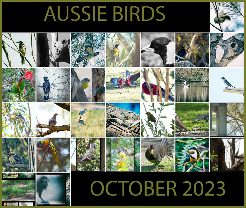 Aussie Birds Collage by annied