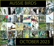 31st Oct 2023 - Aussie Birds Collage